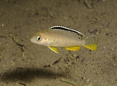 Tropheops sp. 'red fin' Lundu